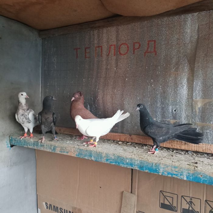 Широкохвостые  иранцы