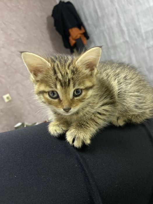Отдам котят бесплатно