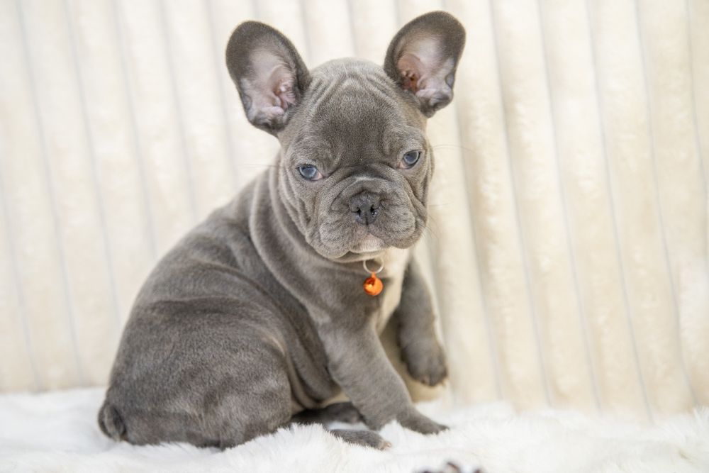 bulldog francez blue