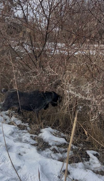 Рабочая сучка дратхаара