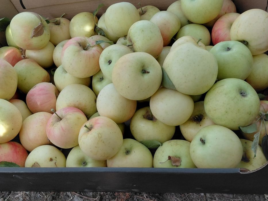 Vand mere proaspete bio