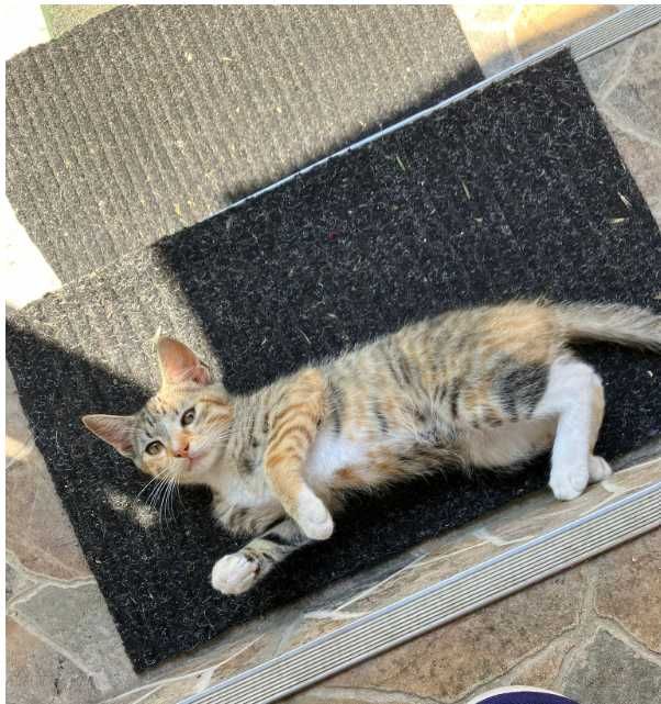 pisici spre adoptie