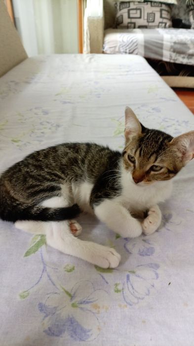 Pisicuță pentru adopție . Pentru oameni iubitori de animale
