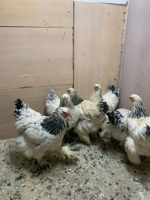 Брама светлый молодые