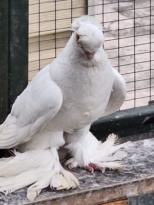 Продам Белых двух чубых голубей .самцы.плод 100%
