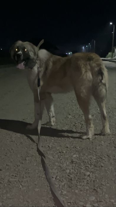 Продается готовы боец.