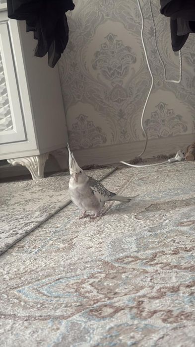 Продаётся корелла
Здоровая.
Продаётся вместе с к