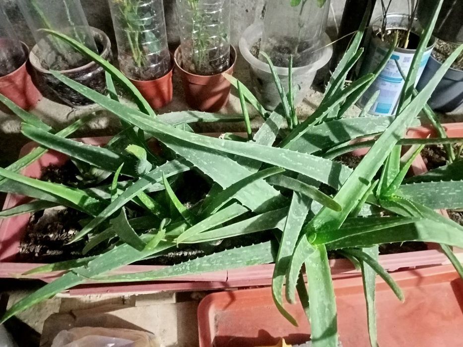 Aloe 40 mingdan .
