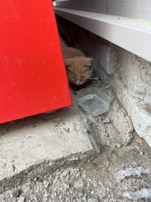 Отдам котенка в хорошие руки!