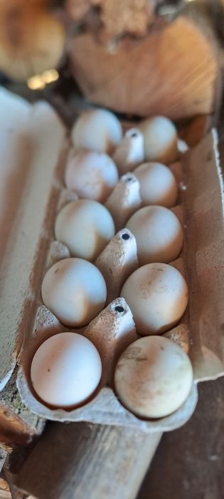 Oua de rate indiene  pentru incubat