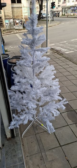 БЯЛА ЕЛХА 180 см