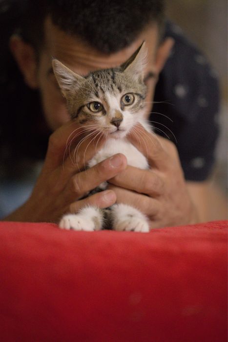 Подарявам малки котета