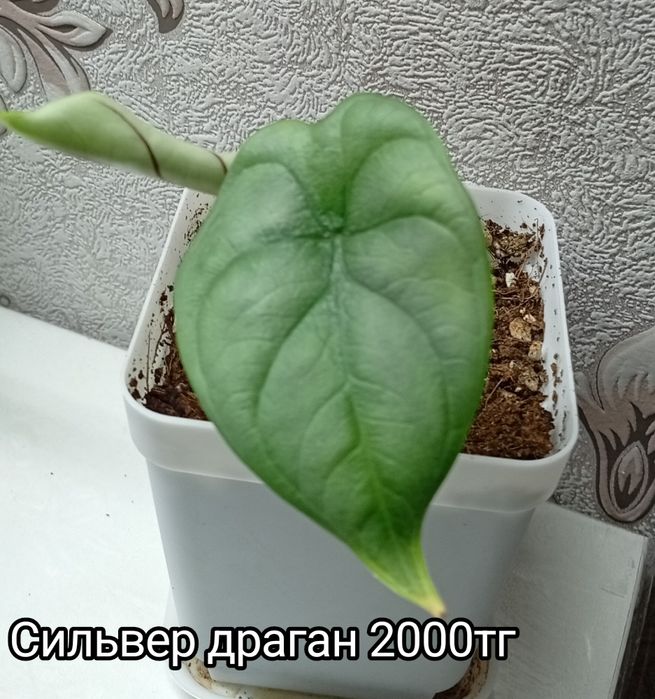 Растения на продажу