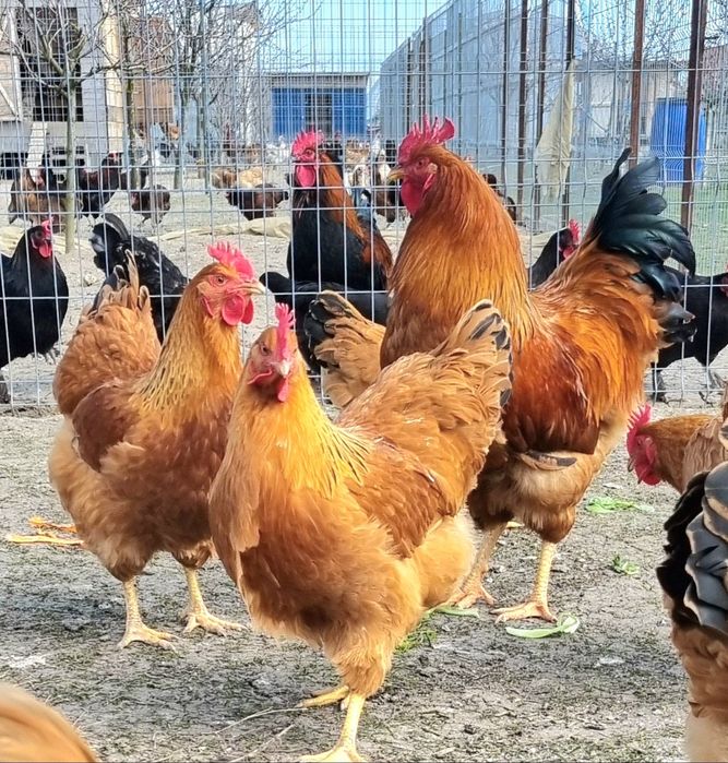 Oua pentru incubat  wyadotte,new hampshire,pita pinta,araucana, amerau