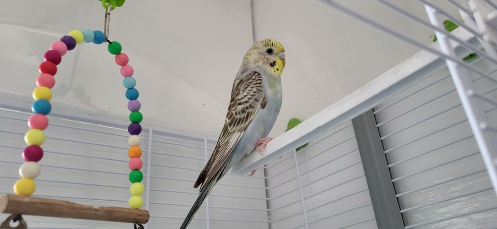 Vand colivie mare + pui perus mascul