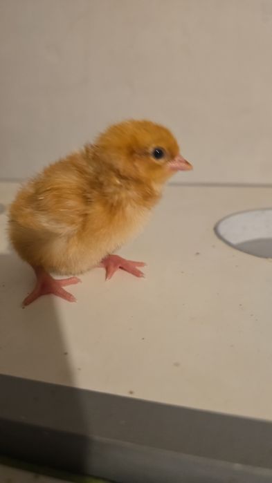 Курочки суточные