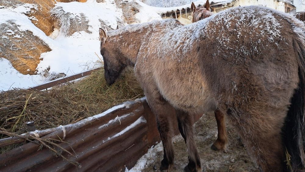 Кобылка,в селе Камысты