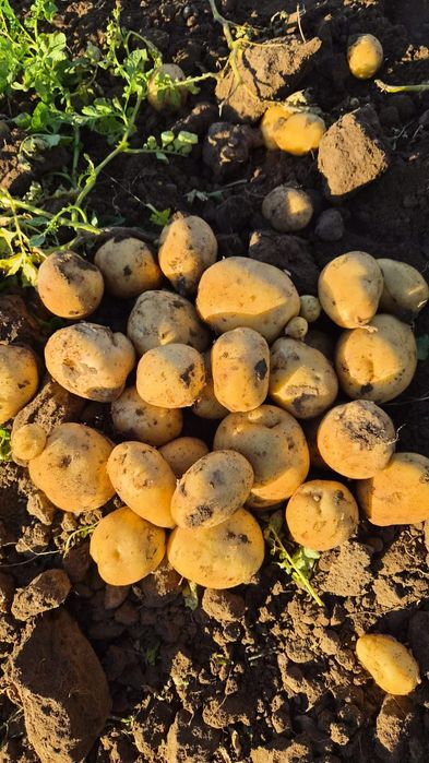 Продам картошку оптом и в розницу