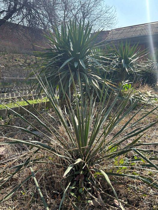 Каштаны-долгожители и редкие растения из волшебного сада