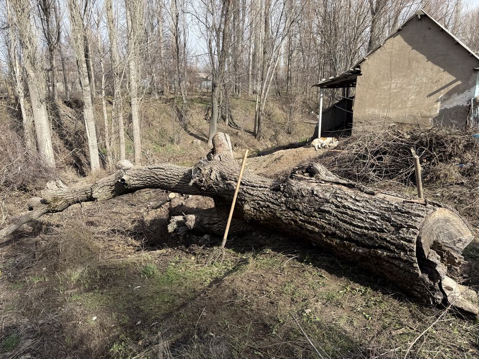 Жаңғақ орех сатам