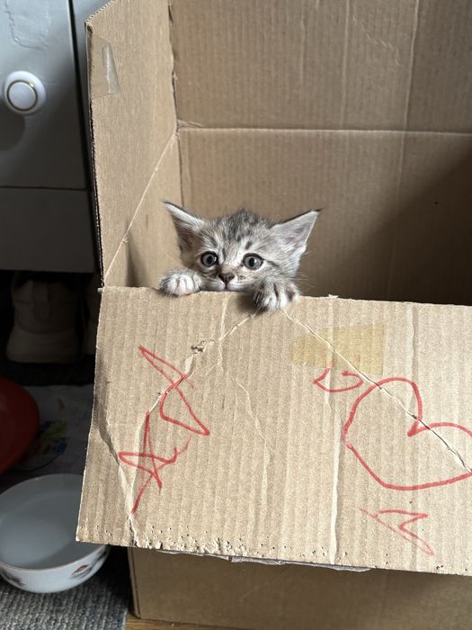 Котята мальчики и девочка