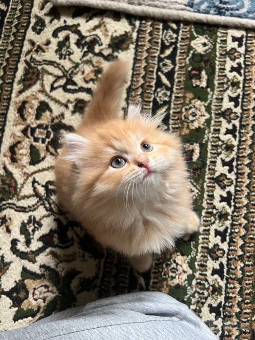 Котенок пародистая