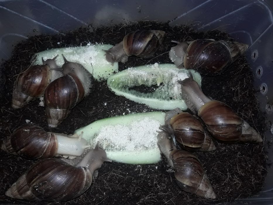 Улитка ахатин юз терапияси учун