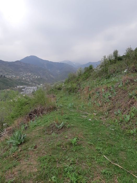 продам  сад срочно