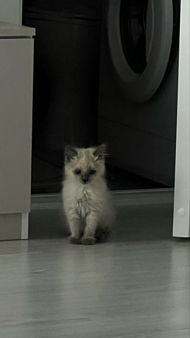 Отдам котенка в добрые руки