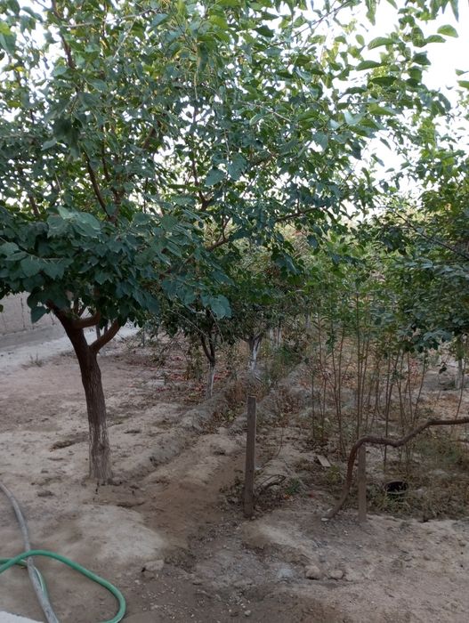 Уй сотилади янгиарик махаласи