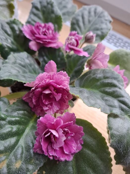 Violete 3 bucati