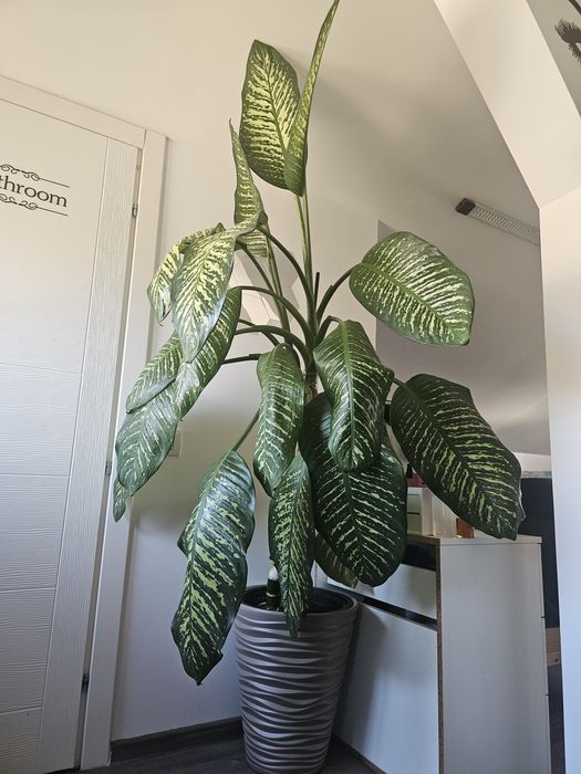 Vand floare de camera Dieffenbachia