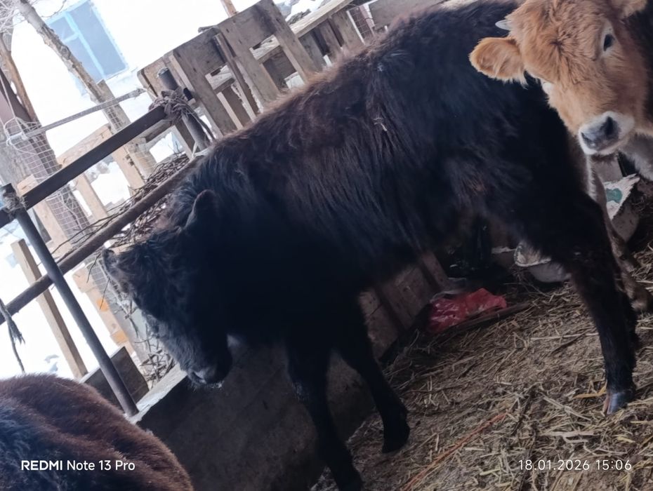 Бузаулар сатылады