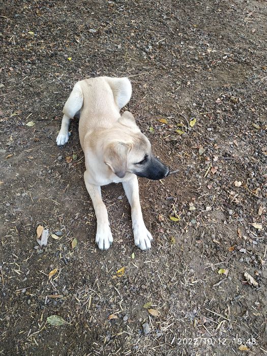 Только в любящие руки