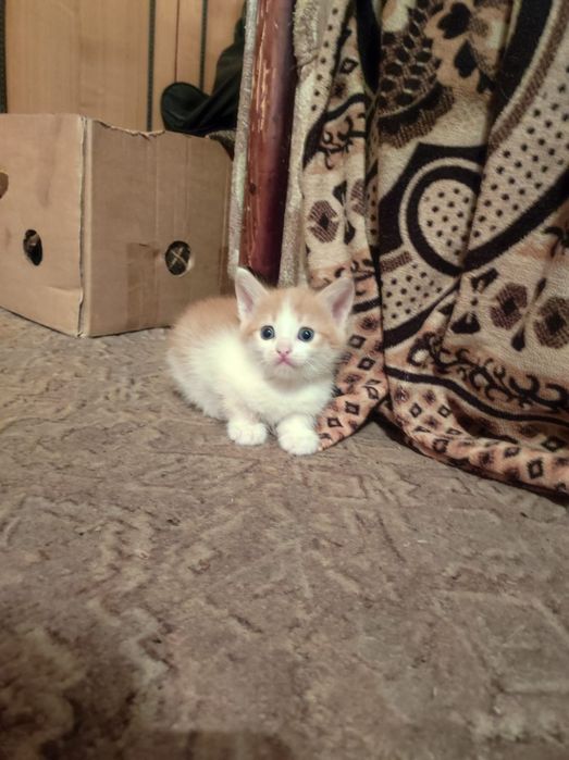 Отдаем бесплатно котят!