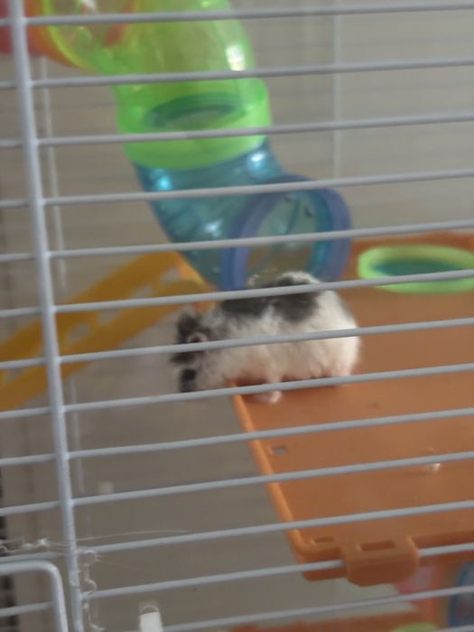 Cusca  pe doua etaje cu hamster
