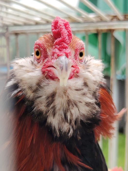 Араукана бантам \ Araucana bantam
