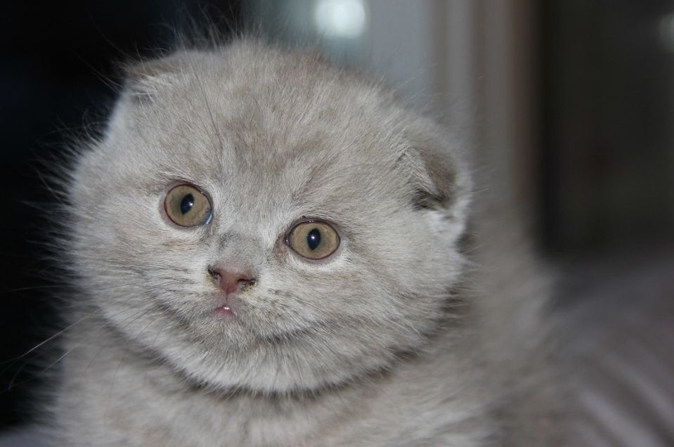 Мальчики, левлые окрасом редкий 1 мес