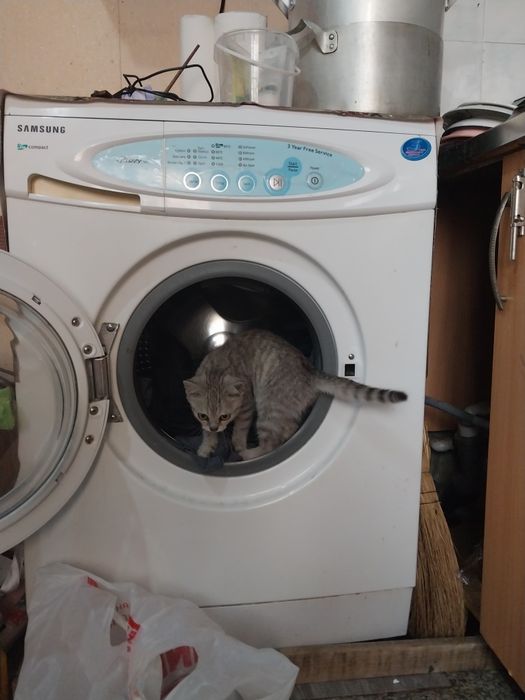 Отдам британского котика
