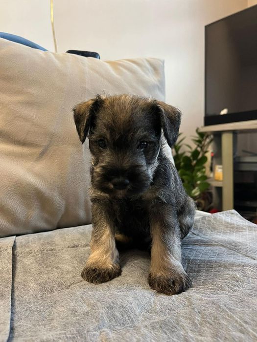 Мини шнауцер/ цверг шнауцер