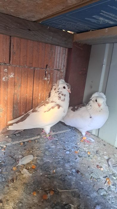 Vând porumbei pestriti baltat