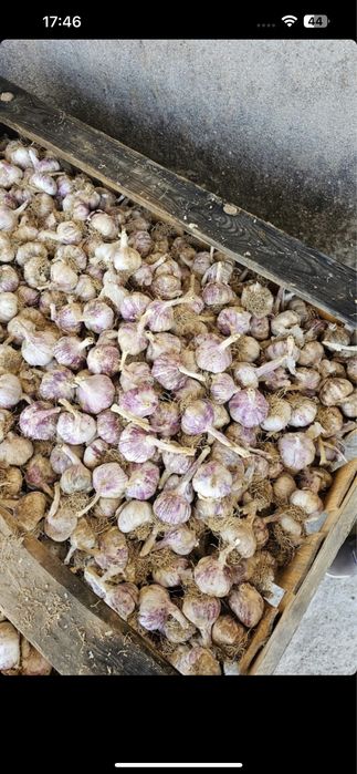 Usturoi de pus in pământ și de consum