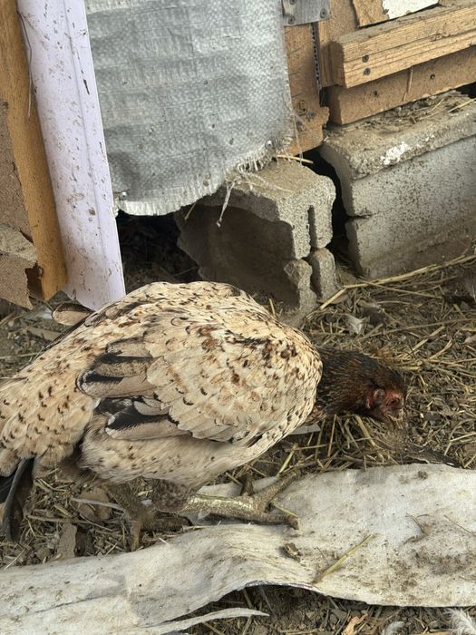 Продам даканок хороший