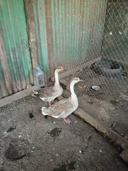 Продам  гусиня .