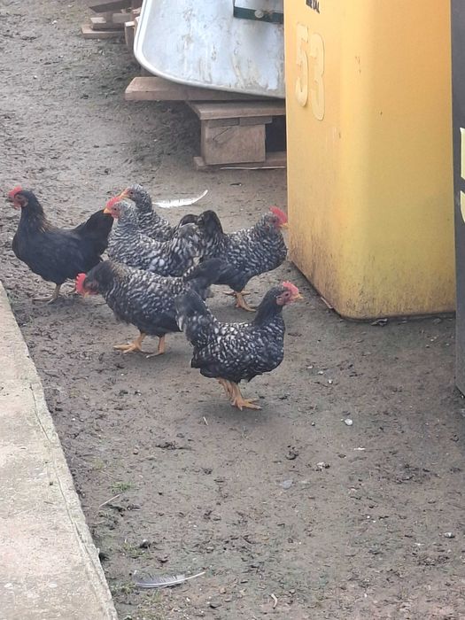 Cocosi si pui pitici