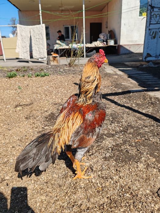 Дакан Июньский петух