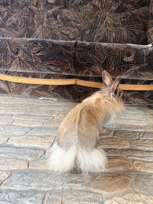 Iepuri femele mature (10 luni-1,5 ani)