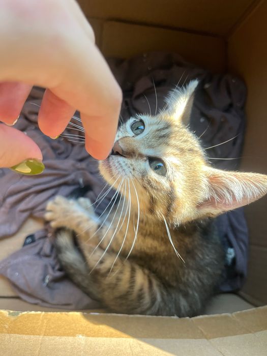 Котенце на 2 месеца, женско