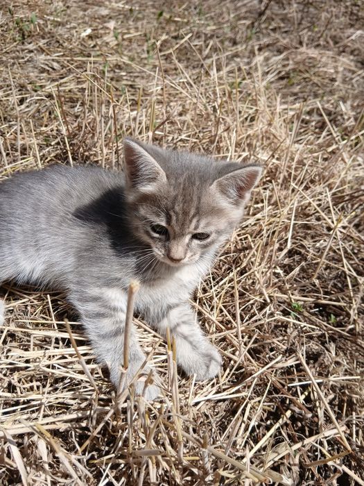 Продам котят, ласковые