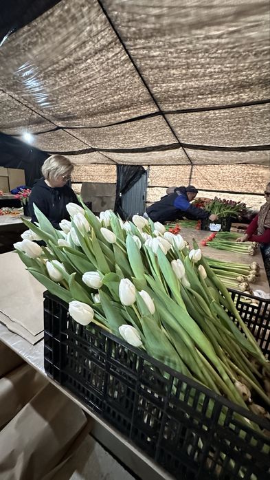 Тюльпаны оптом не дорого